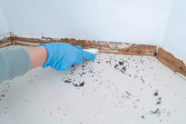 Wasp Removal Services in Lincolnton, NC